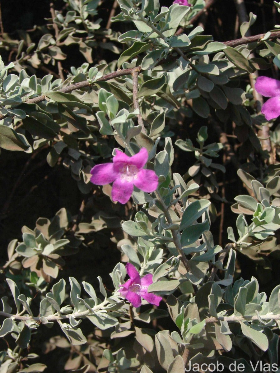 Leucophyllum frutescens (Berland.) I.M.Johnst.